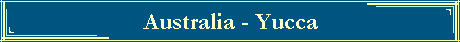 Australia - Yucca