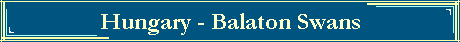 Hungary - Balaton Swans