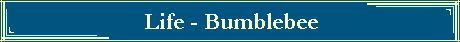Life - Bumblebee