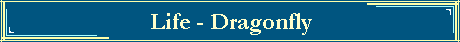 Life - Dragonfly