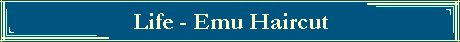 Life - Emu Haircut
