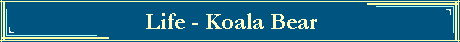 Life - Koala Bear