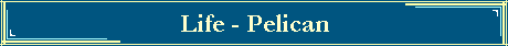 Life - Pelican