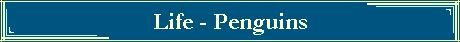 Life - Penguins