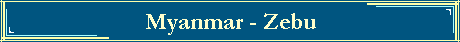 Myanmar - Zebu