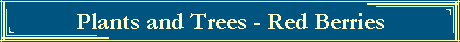 Plants and Trees - Red Berries