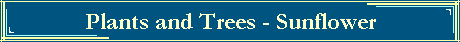 Plants and Trees - Sunflower