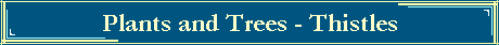 Plants and Trees - Thistles